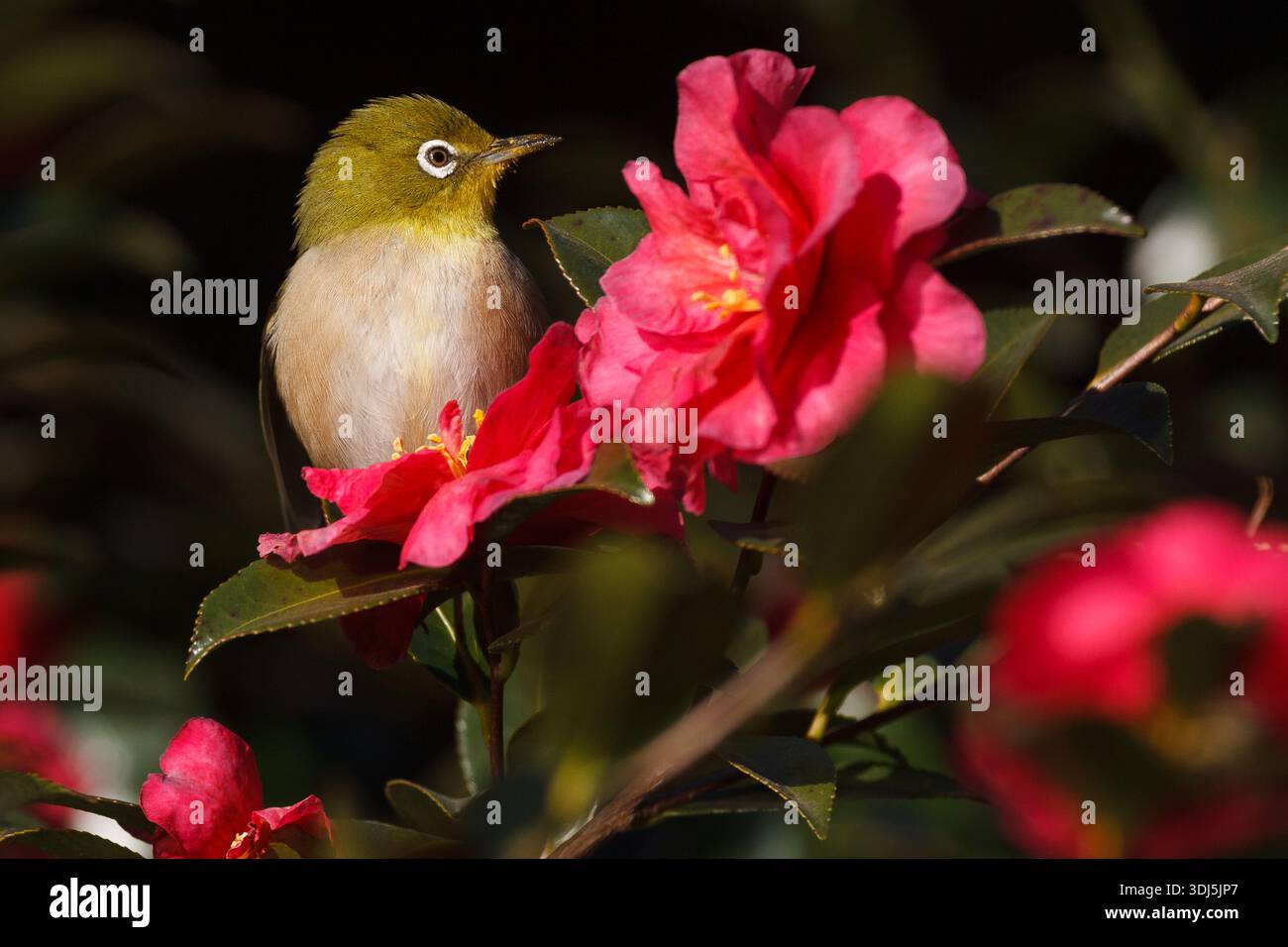Zosterops japonicus (japonais) se nourrissant d'un buisson fleuri dans un parc de Kanagawa, au Japon. Banque D'Images