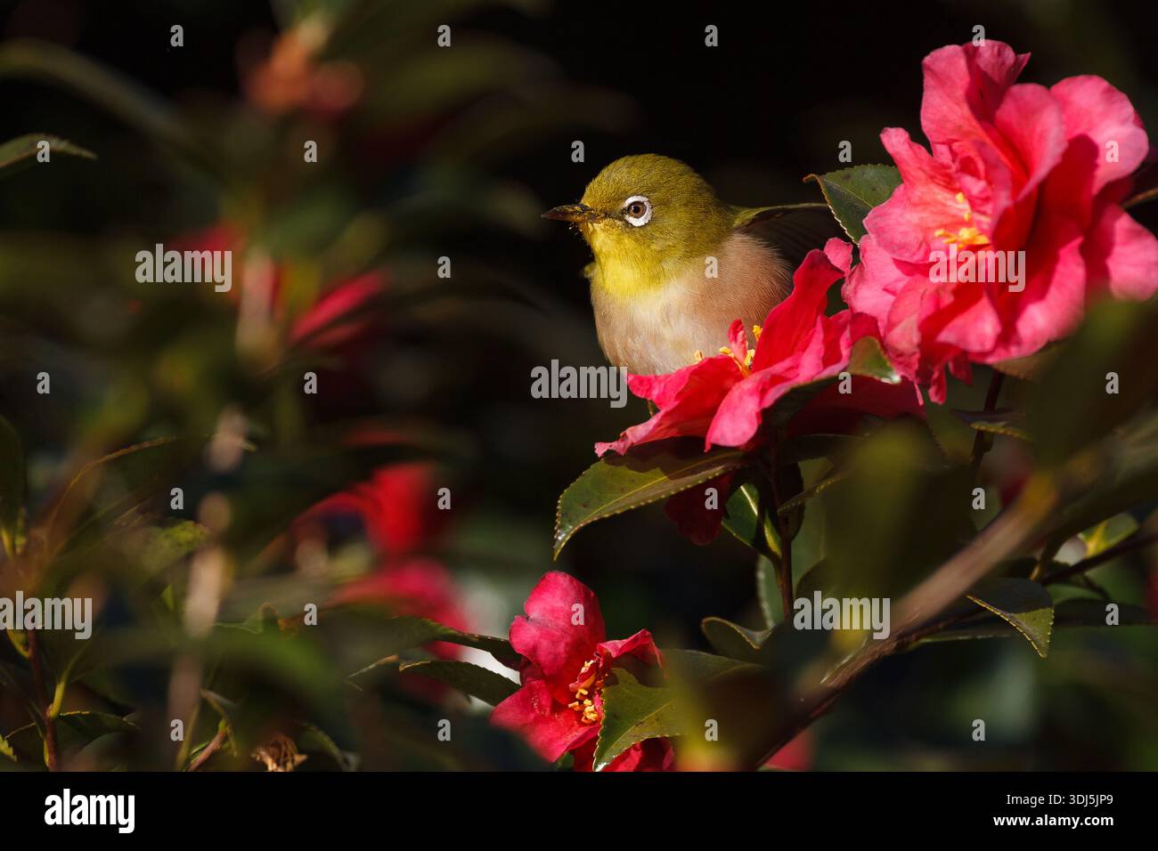 Zosterops japonicus (japonais) se nourrissant d'un buisson fleuri dans un parc de Kanagawa, au Japon. Banque D'Images