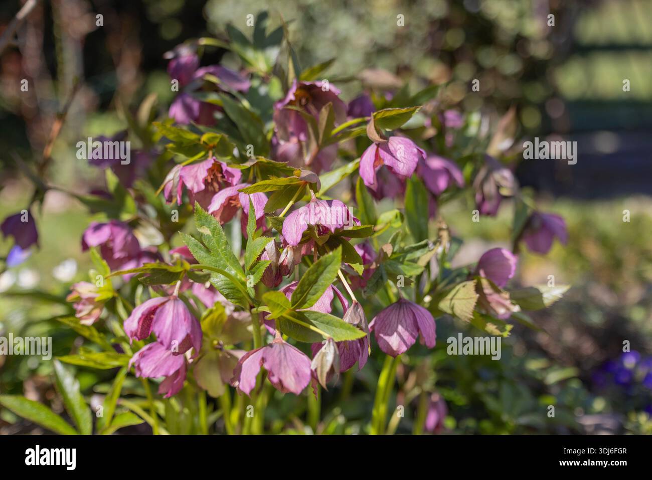 Fleurs d'hellebore rose (helleborus) fleurissant dans le jardin de printemps avec des feuilles vertes et la lumière naturelle du soleil, beauté de la nature Banque D'Images