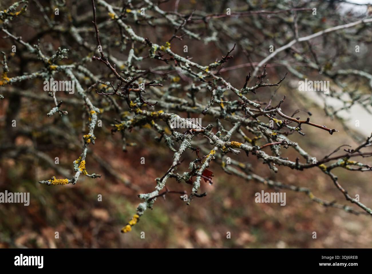 Branches couvertes de lichen humide dans la forêt Banque D'Images