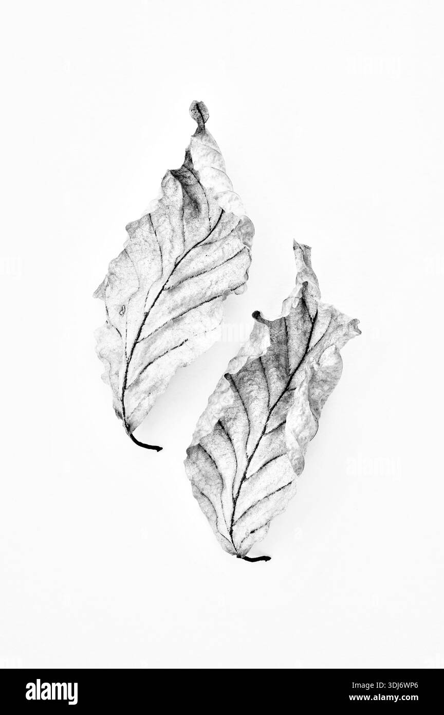 Image graphique monochrome de deux feuilles sèches enroulées de hêtre commun Banque D'Images