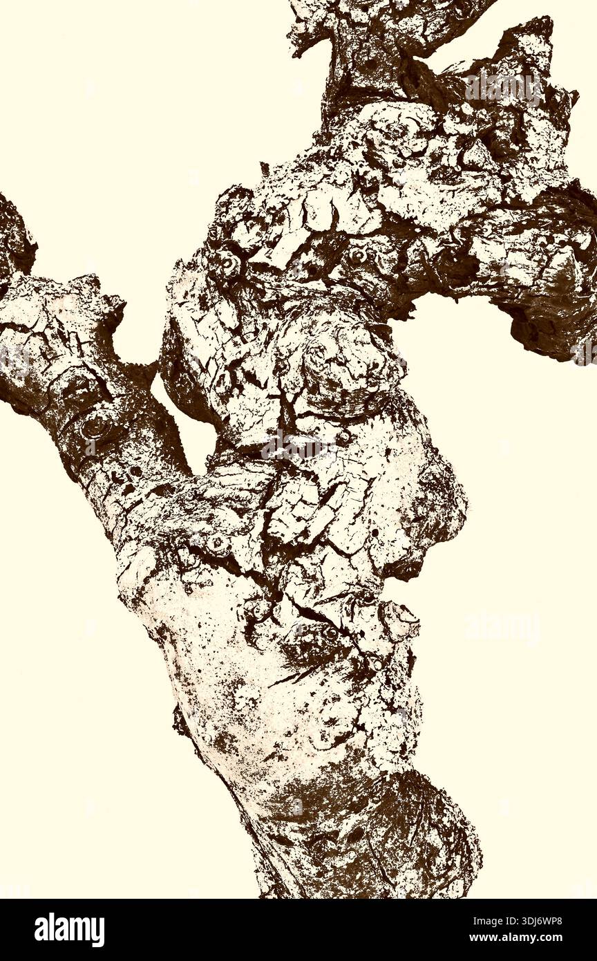 Image sépia graphique d'une ancienne branche nouée et torsadée de frêne commun Banque D'Images