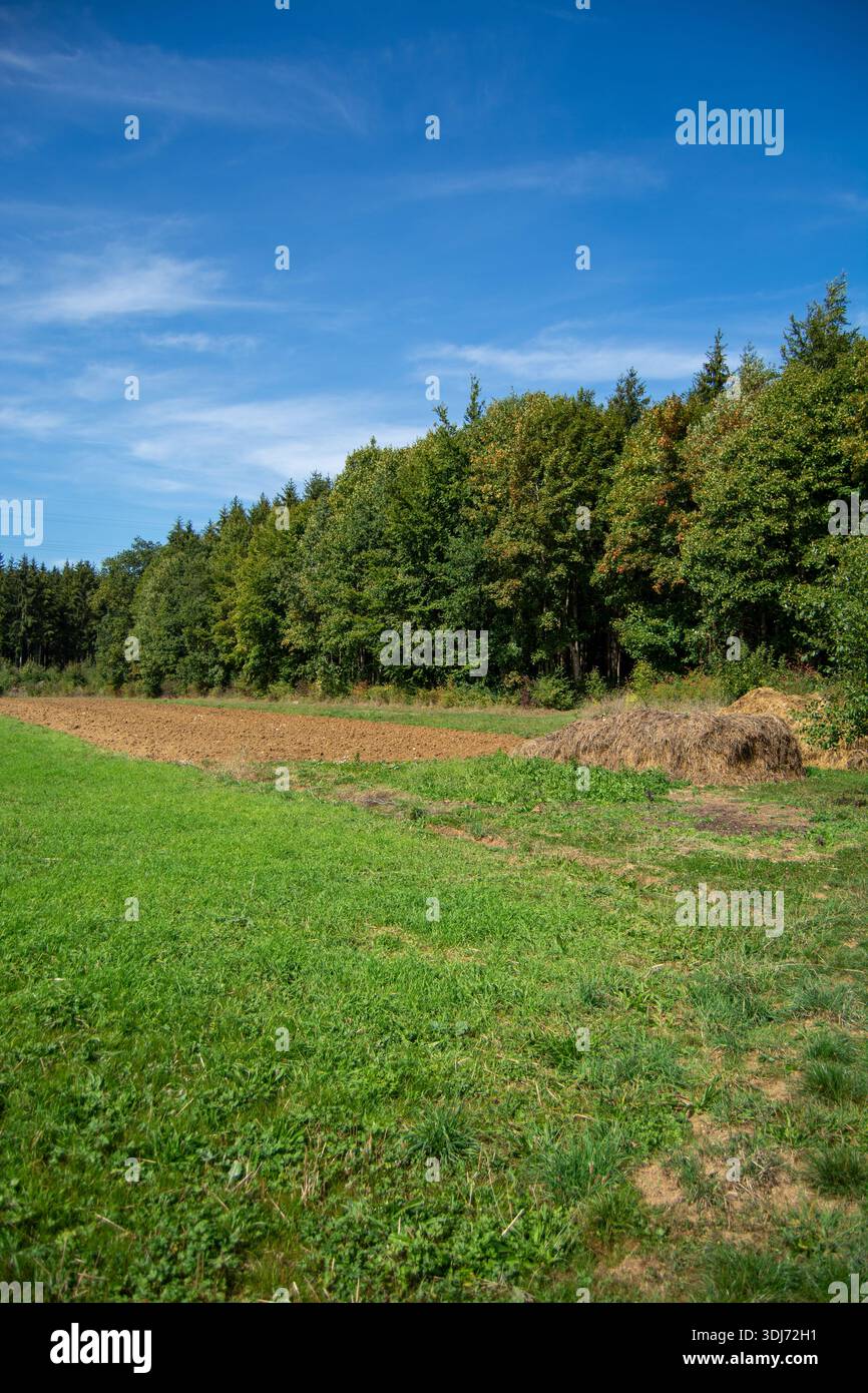 Un paysage serein avec un champ herbeux avec une zone fraîchement labourée, bordé par une forêt dense d'arbres sous un ciel bleu clair Banque D'Images