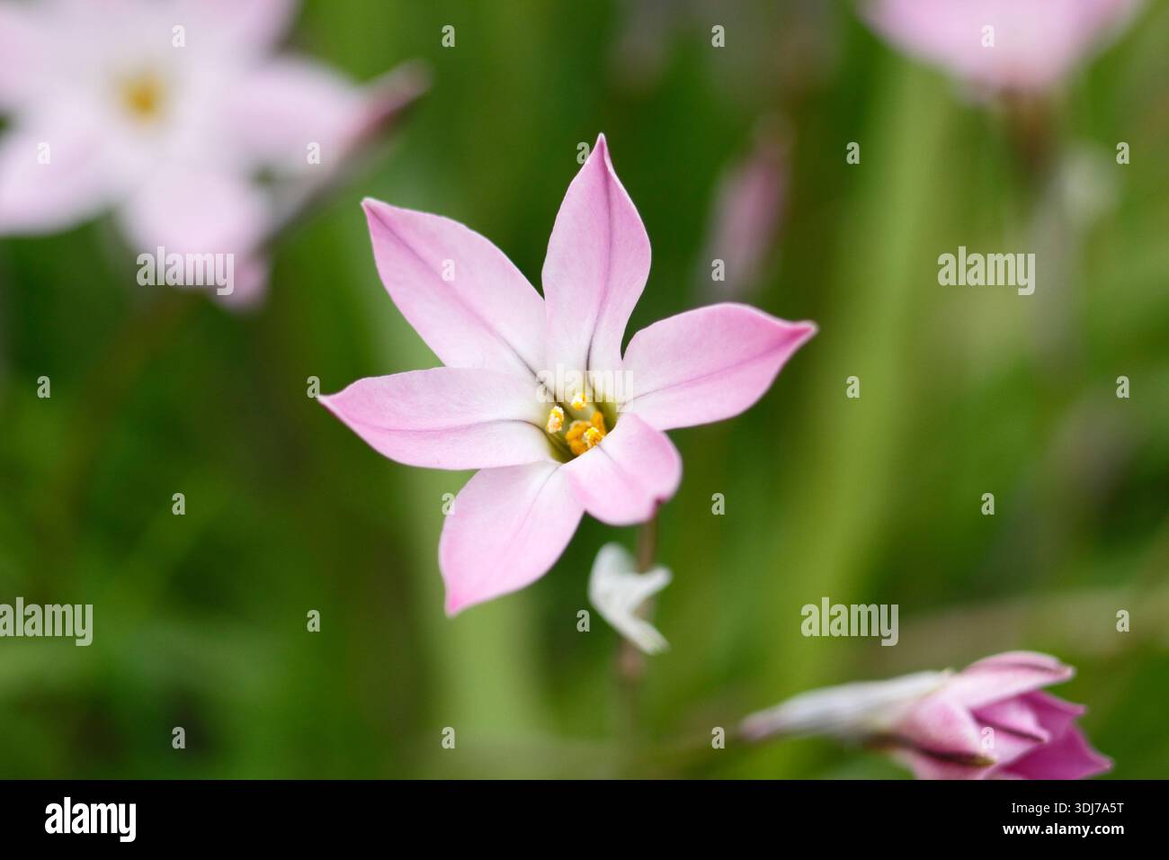 Ipheion uniflorum Tessa Banque D'Images
