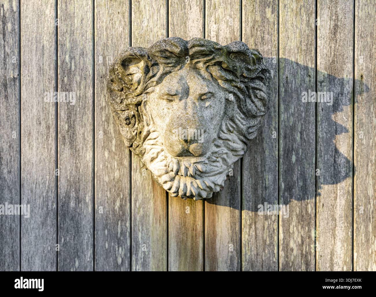 tête de lion en béton altéré accrochée à un mur extérieur en bois Banque D'Images