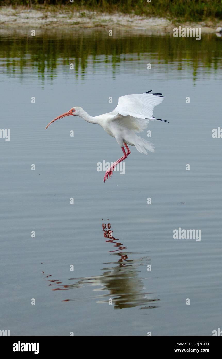 Ibis blanc américain (Eudocimus albus) en Floride Banque D'Images