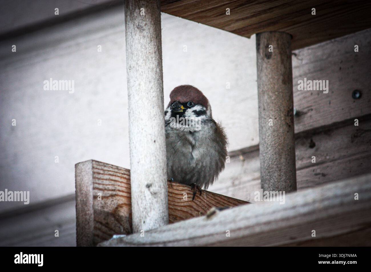 Sparrow perché sur une structure en bois, regardant à travers des rails verticaux. Vue rapprochée d'un petit oiseau en milieu urbain. Banque D'Images