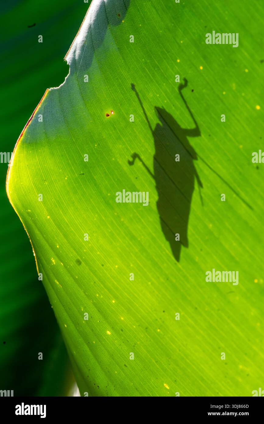 Insecte derrière une feuille dans la forêt amazonienne péruvienne Banque D'Images