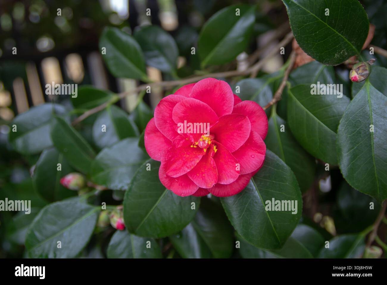 Fleur double rose vif de Camellia japonica, également connu sous le nom de camélia commun ou camélia japonais, avec des étamines jaunes dorées serrées sur vert foncé Banque D'Images