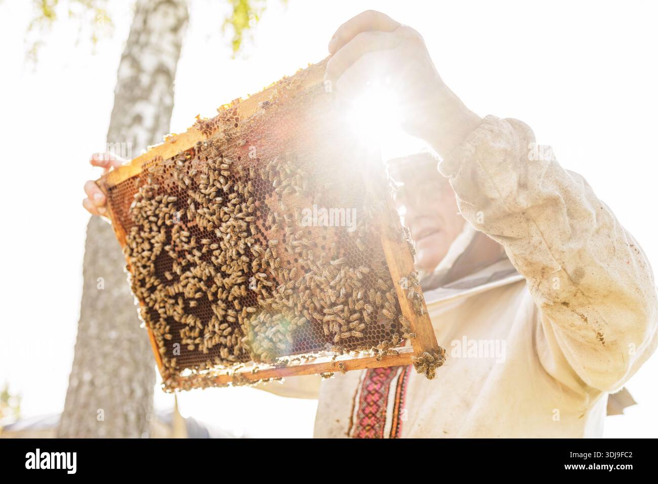 Apiculteur rétro-éclairé soulevant un cadre en nid d'abeilles couvert d'abeilles lors de l'inspection de ruches. Idéal pour les bannières de site Web ou le contenu de blog sur l'apiculture, aiguiser Banque D'Images