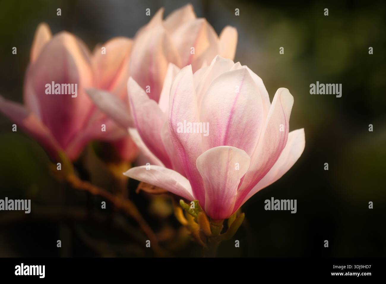 Magnolia fleurit dans une lumière douce et chaude avec un fond bokeh naturel foncé. Une photo de printemps botanique avec les fleurs qui se démarquent. Banque D'Images