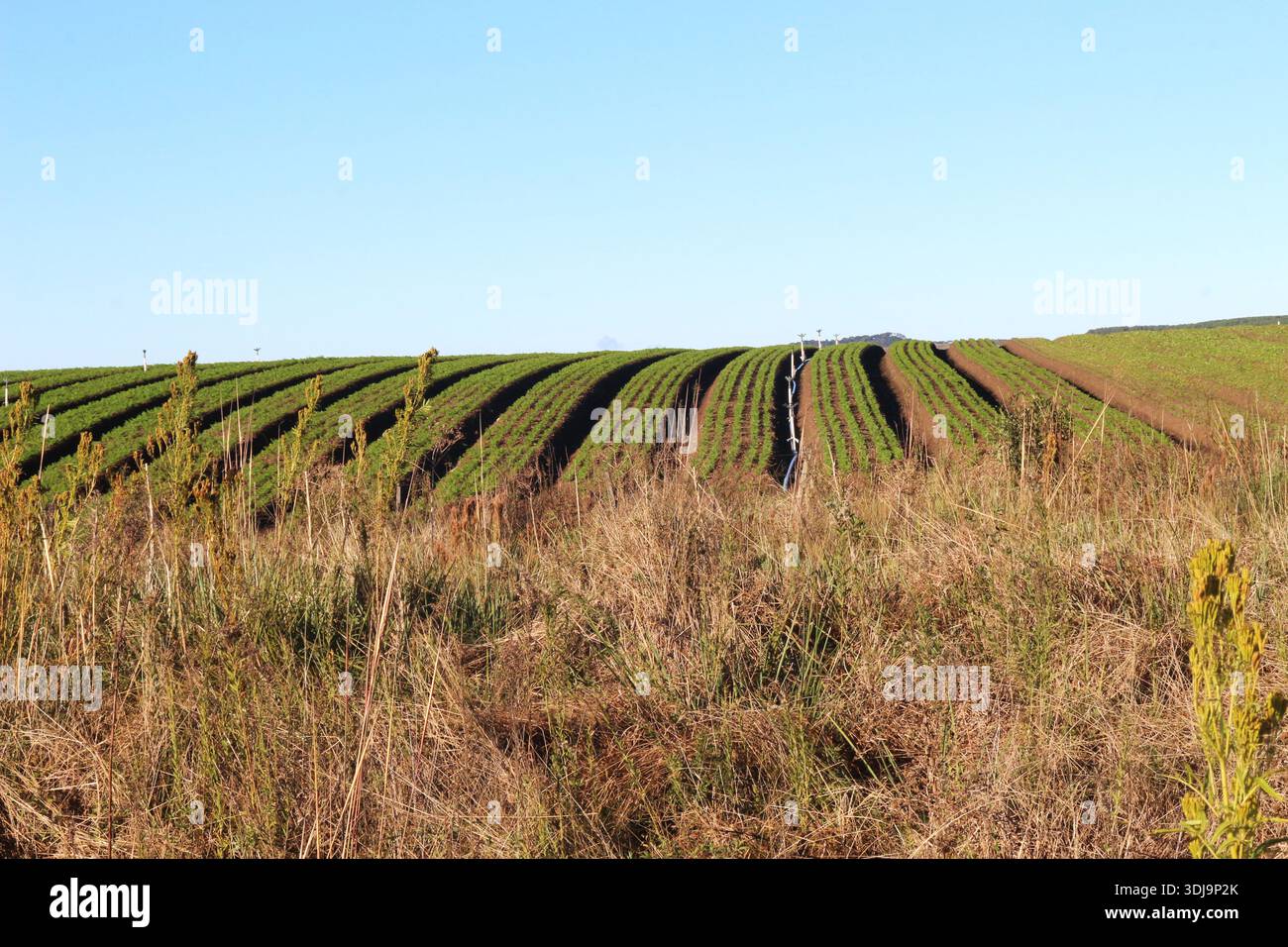 Rangées de plantations de légumes avec système d'irrigation, agriculture durable au Brésil. Banque D'Images