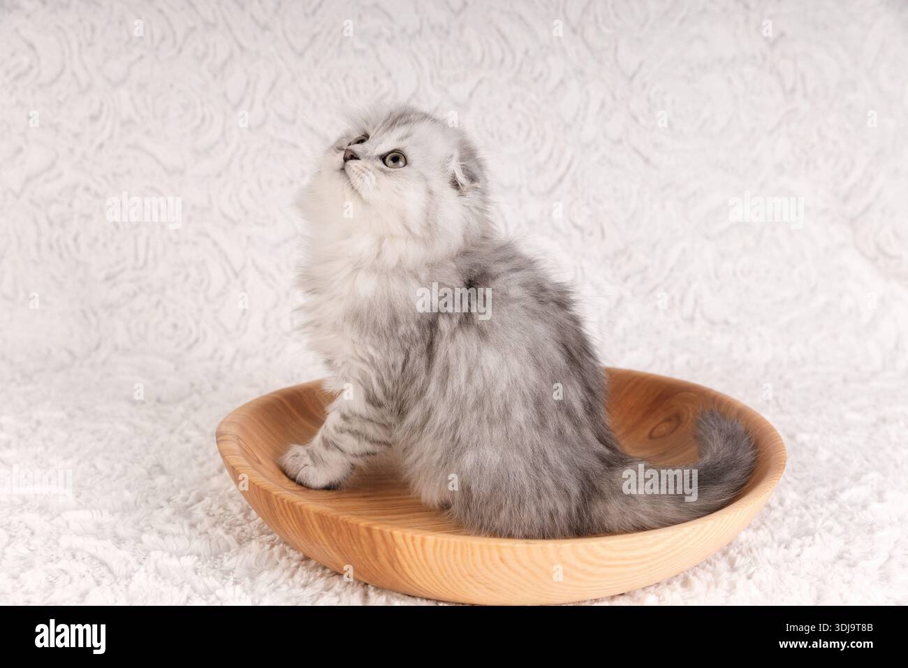 Un adorable chaton argenté à cheveux longs tabby Scottish Fold assis à l'intérieur d'un bol rond en bois sur une couverture blanche douce, regardant curieusement vers le haut. Studi Banque D'Images