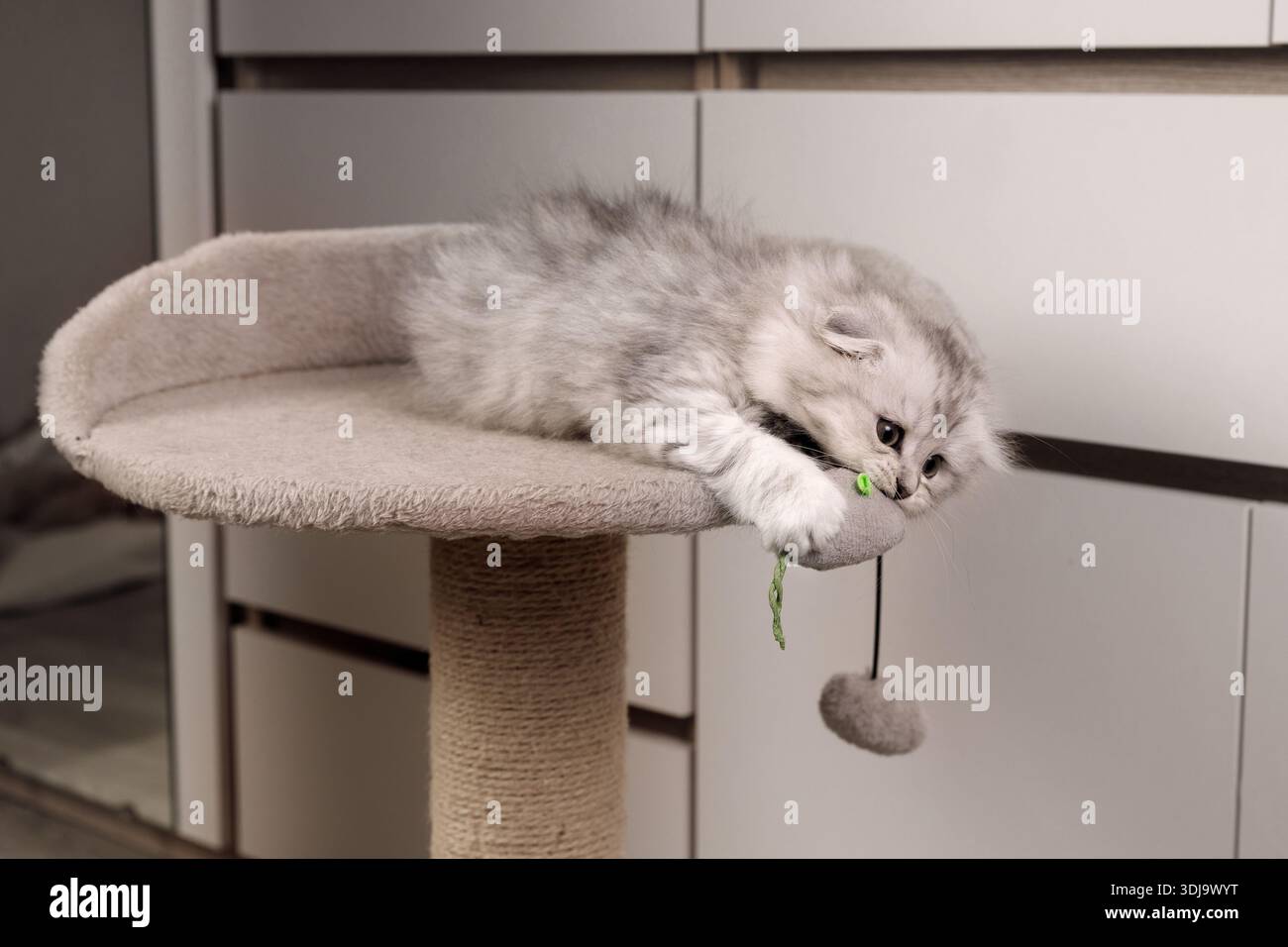 Chaton écossais argenté actif à poil long Fold jouant avec un jouet suspendu sur un arbre à chat, mordant et saisissant une balle en peluche. Banque D'Images