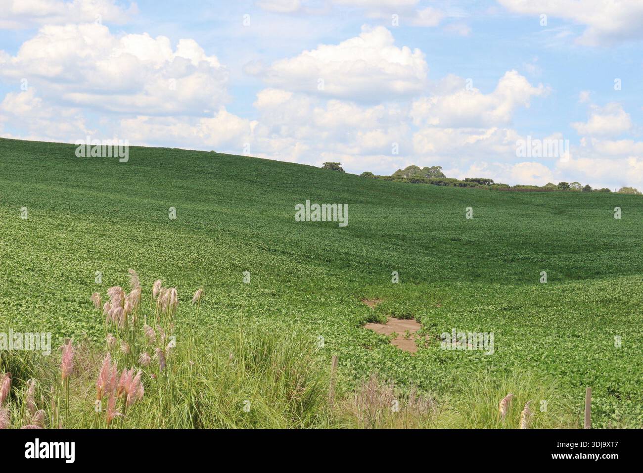 Vue en haute altitude d'une vaste récolte de soja dans les collines vallonnées du Rio Grande do Sul, Brésil. Banque D'Images