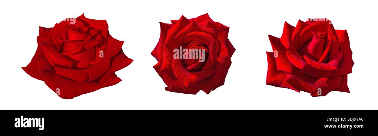 Ensemble de belles fleurs Red Rose, ensemble de bourgeons rouges. Collection d'éléments de conception isolée sur fond blanc avec chemin de détourage. Élément de design floral pour Banque D'Images