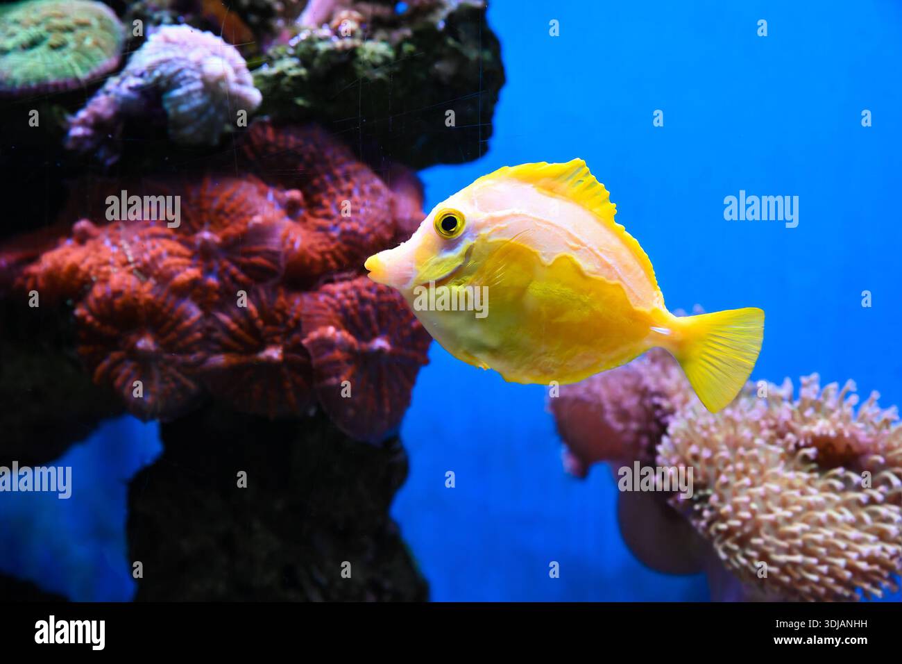 Poisson-tang jaune vif nageant près du récif corallien dans une eau bleu clair. La vie marine tropicale avec la lumière du soleil de couleur vibrante et l'atmosphère de l'océan d'été. Banque D'Images
