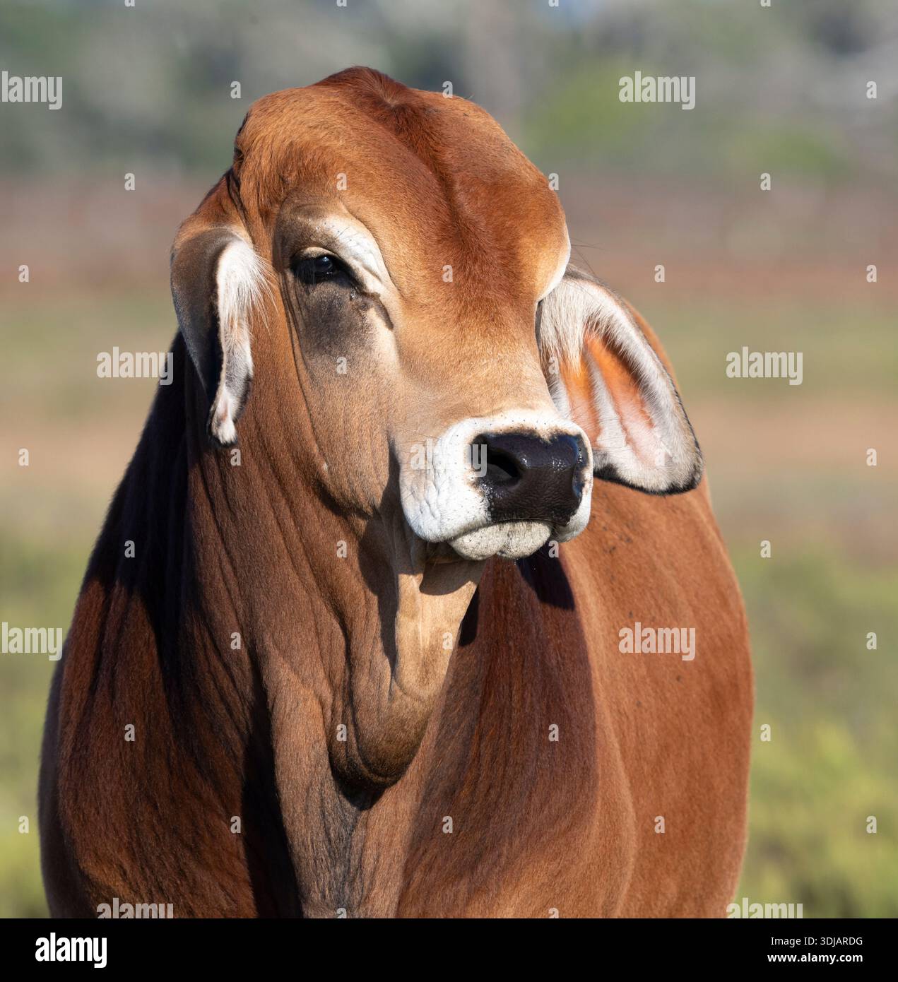 Bétail brahman américain pâturant sur les pâturages (Bos taurus indicus), Texas Banque D'Images