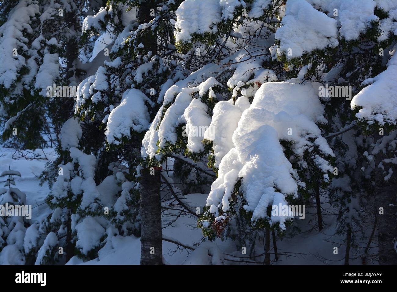 Accumulation importante de neige sur les branches de pin Evergreen Banque D'Images