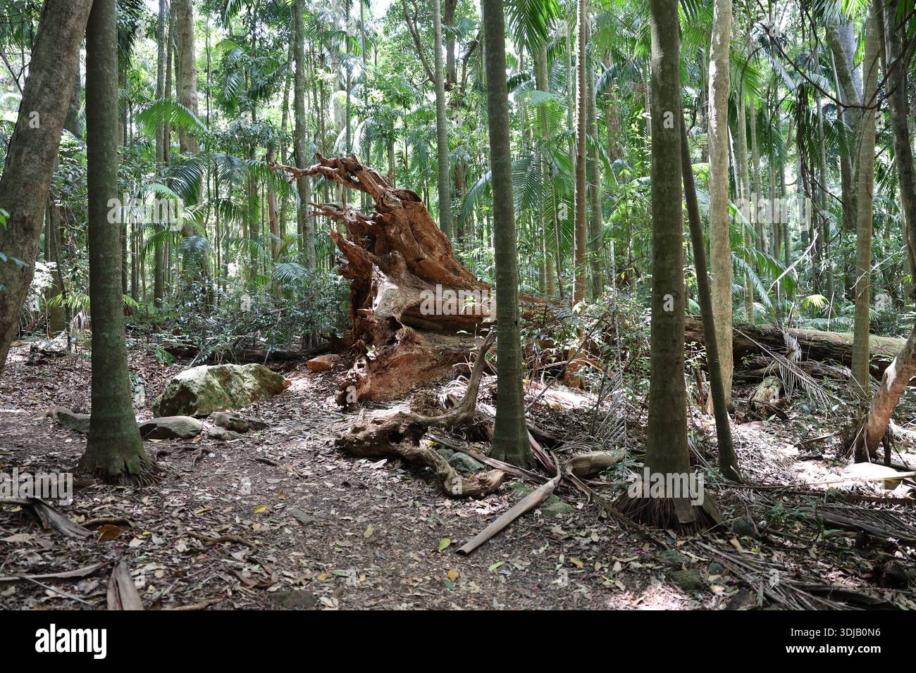 Forêt tropicale luxuriante à Mount Tamborine, Queensland, avec un feuillage vert dense et des paysages naturels de brousse. Banque D'Images