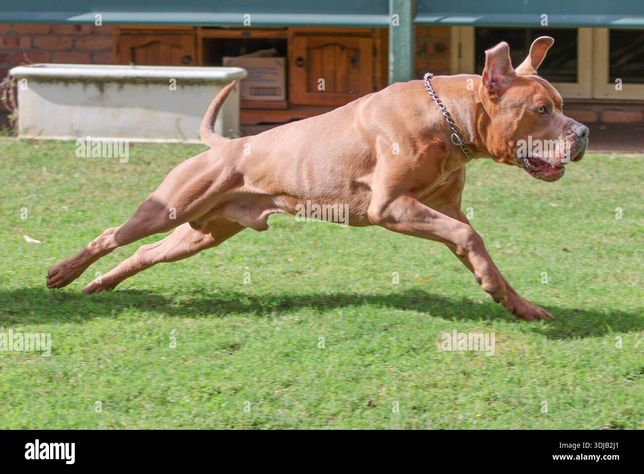 Grand chien brun de type Bandog courant à pleine vitesse en extérieur, muscles étendus et oreilles vives, capturé à mi-foulée à la lumière naturelle Banque D'Images