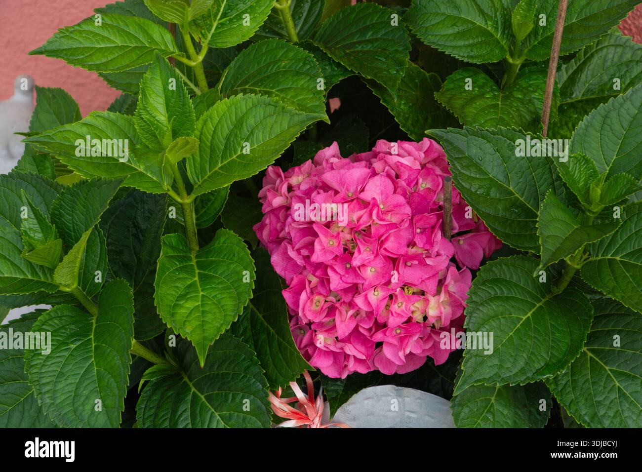 Hortensia macrophylla rose précoce avec une belle grande fleur et des feuilles saines Banque D'Images
