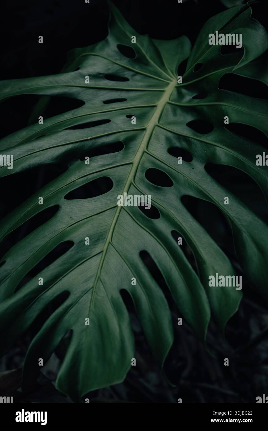 Avant-plan botanique spectaculaire avec des textures sombres et d'humeur changeante et un grand espace de copie. Feuille de Monstera vert foncé (fromagerie suisse) dans un décor de jungle sombre. Banque D'Images