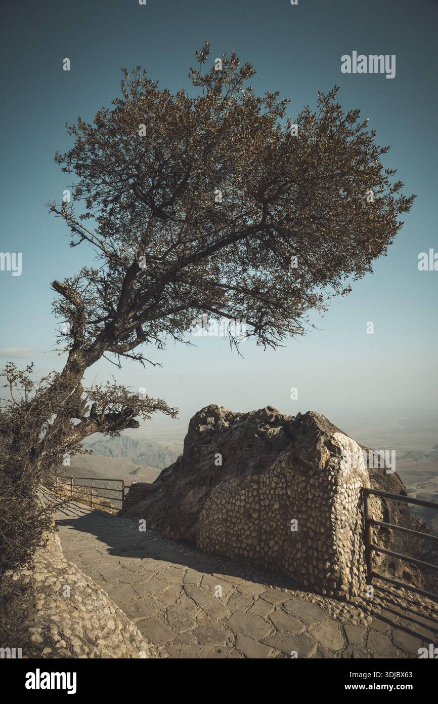 Un ancien arbre Ghaf se dresse fièrement contre un ciel bleu clair, surplombant le paysage montagneux à couper le souffle et accidenté de Jebel Al Akhdar à Oman. A St Banque D'Images