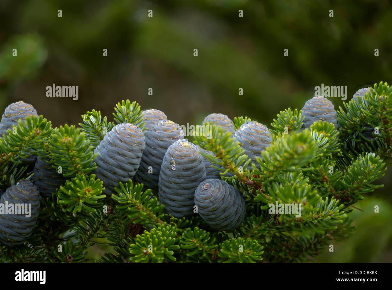 Sapin coréen (Abies koreana) Banque D'Images