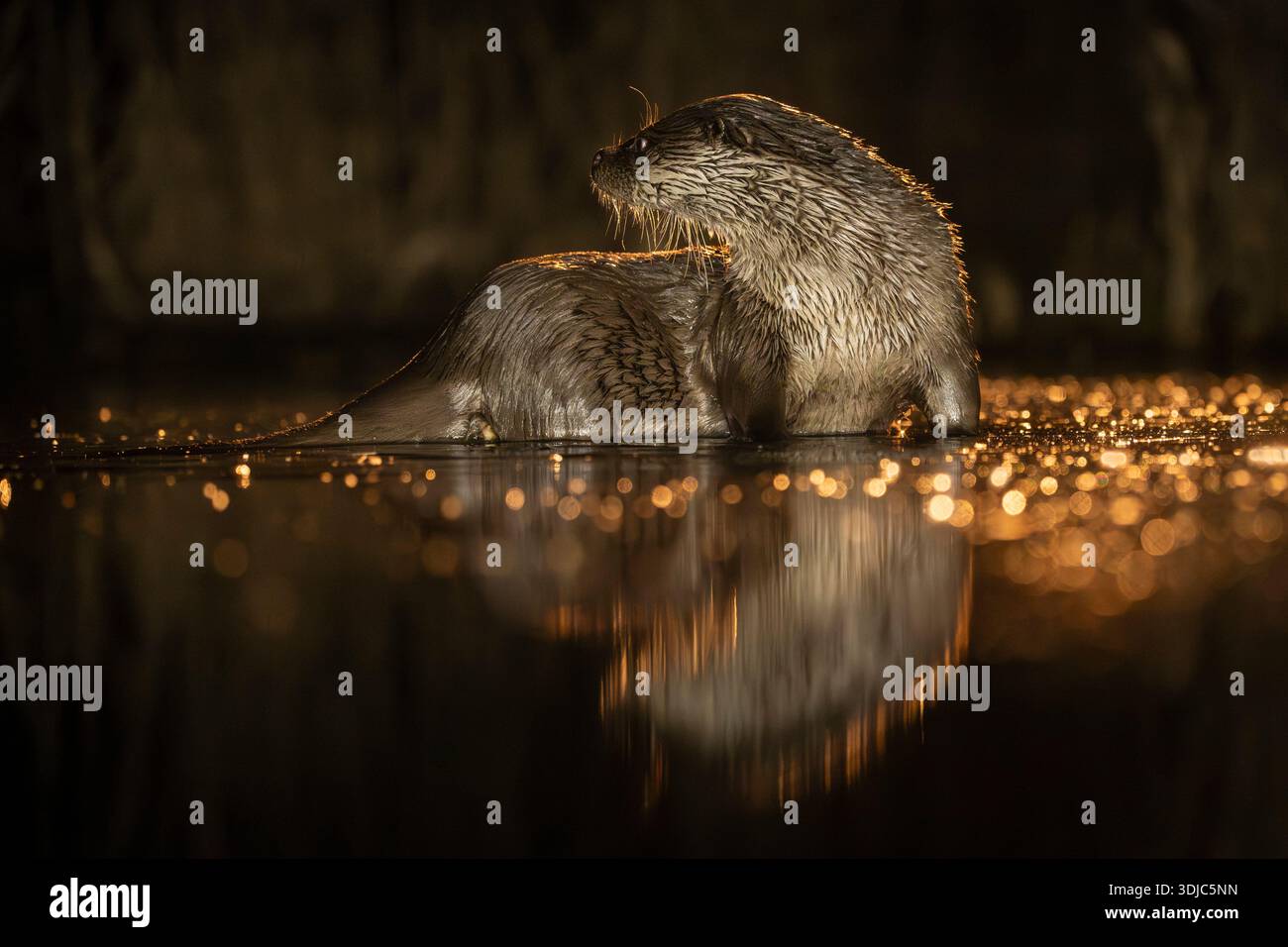 Loutre eurasienne, Lutra lutra, la nuit, Hongrie Banque D'Images