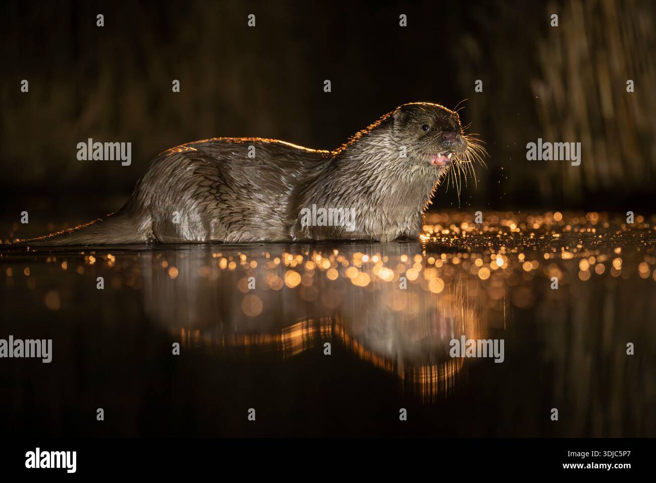Loutre eurasienne, Lutra lutra, la nuit, Hongrie Banque D'Images