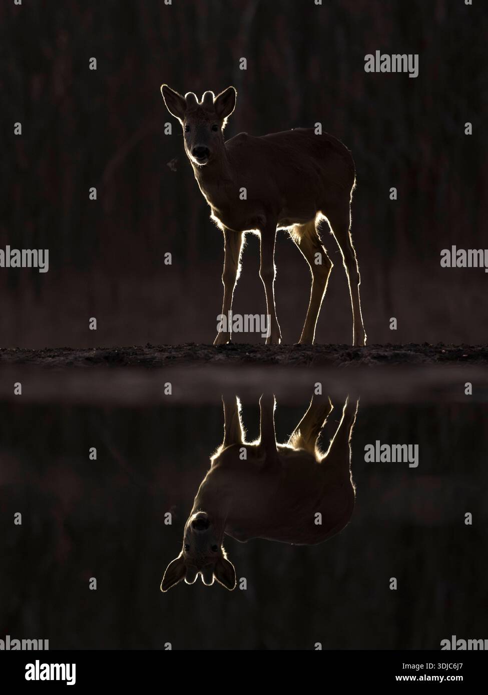 Cerf roé, Capreolus capreolus, rétroéclairé la nuit, Hongrie Banque D'Images
