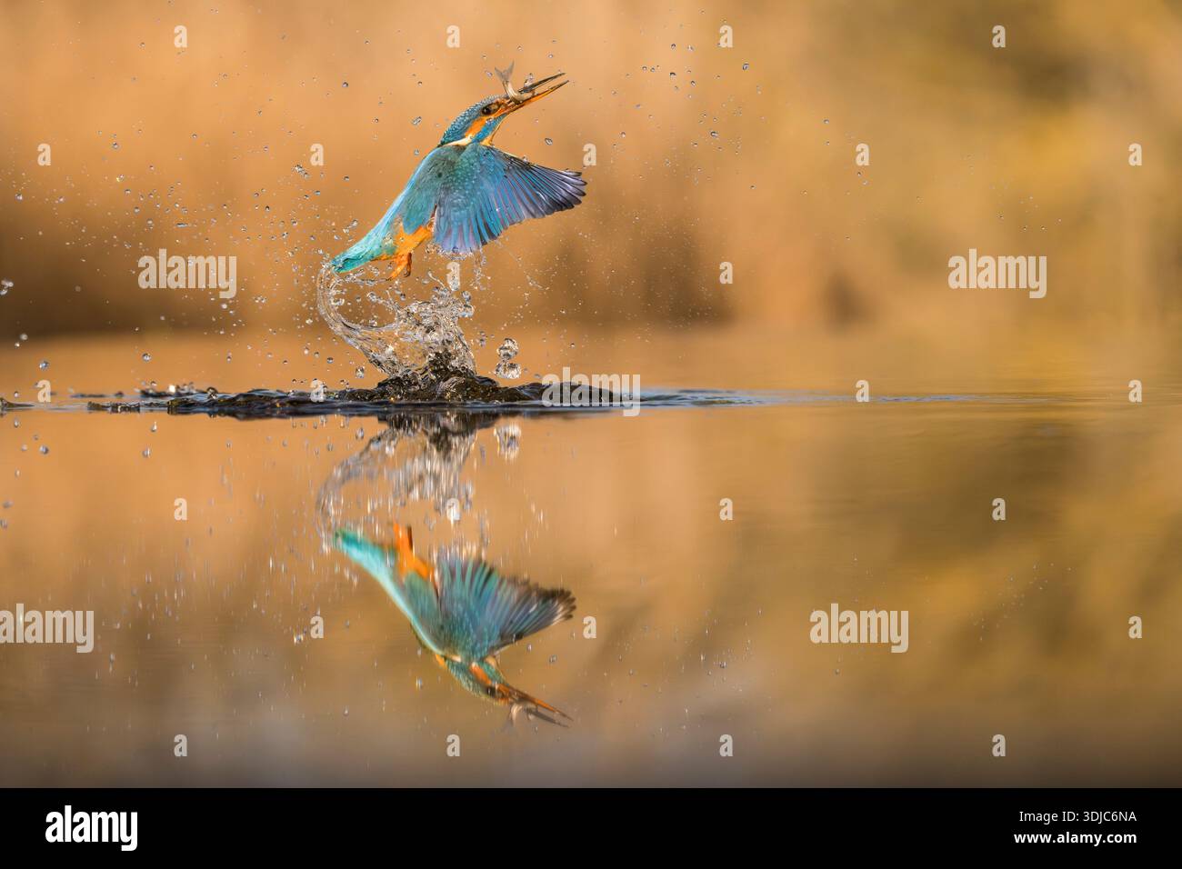 Kingfisher, Alcedo atthis, attraper un poisson, avec réflexion dans l'eau, Hongrie Banque D'Images