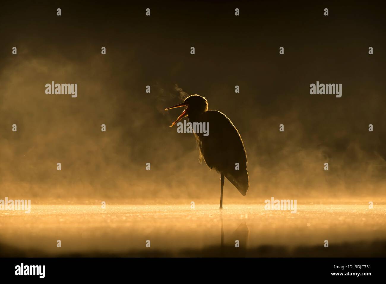 Grey Heron, Ardea cinerea, avec bec ouvert et lumière du matin, Hongrie Banque D'Images