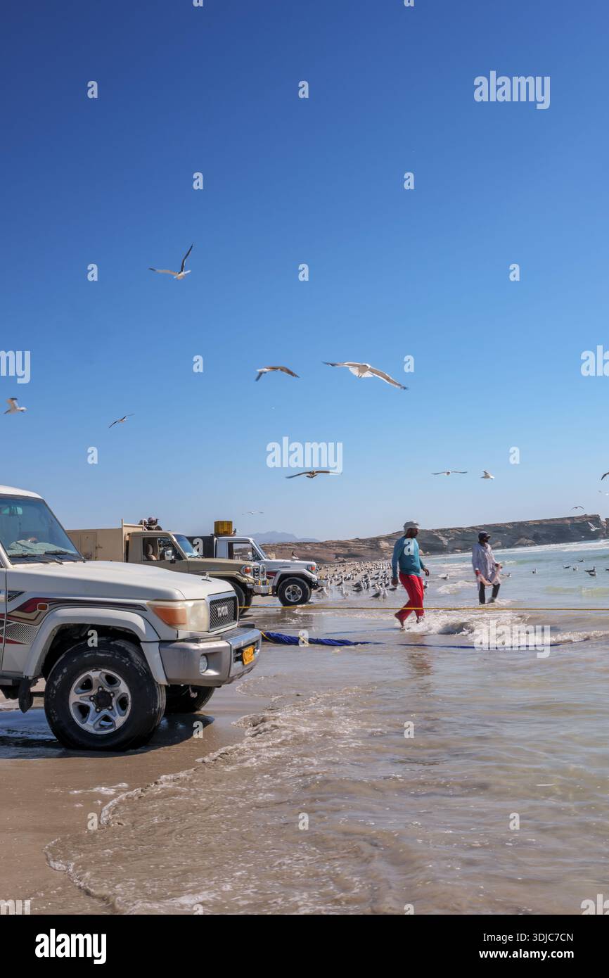 Cette image vibrante capture des pêcheurs omanais sur une plage ensoleillée, tirant dans des filets avec leurs camions 4x4 garés à côté d'eux. De nombreux mouettes volent au-dessus de leur tête Banque D'Images