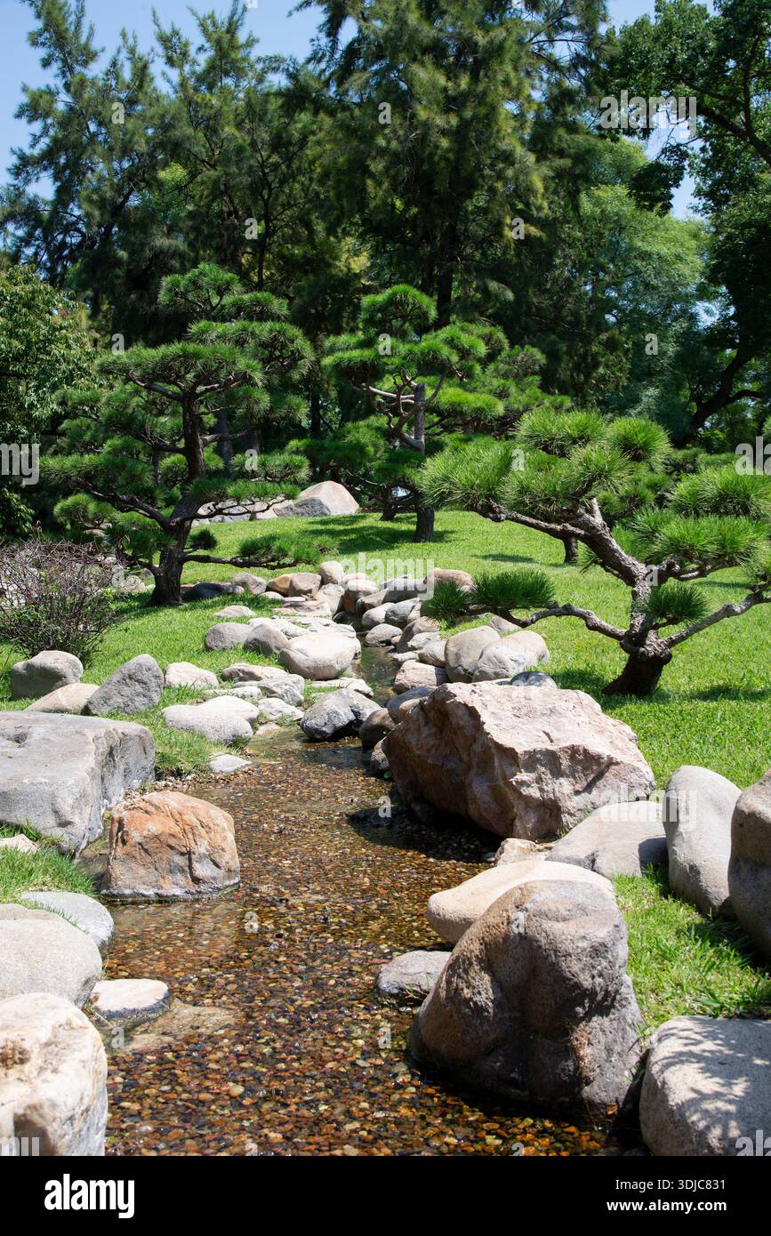 Cascade dans un paysage typique de jardin japonais avec des pins noirs Banque D'Images