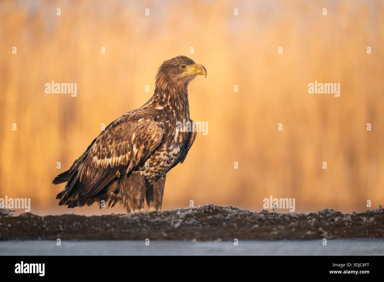 Aigle à queue blanche, Haliaeetus albicilla, juvénile, Hongrie Banque D'Images