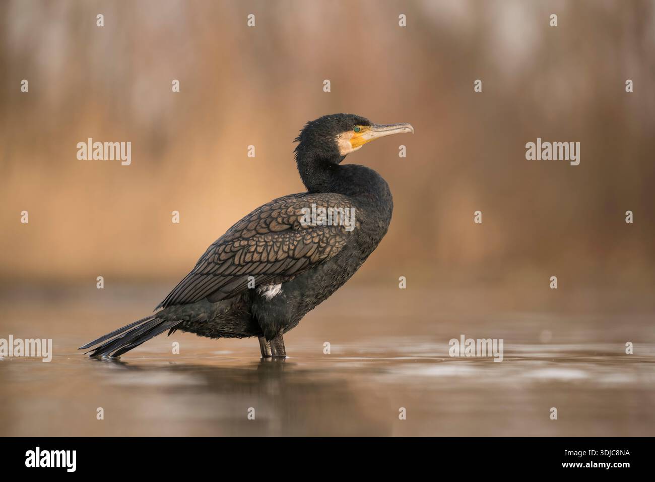 Cormorant, Phalacrocorax carbo, Hongrie Banque D'Images