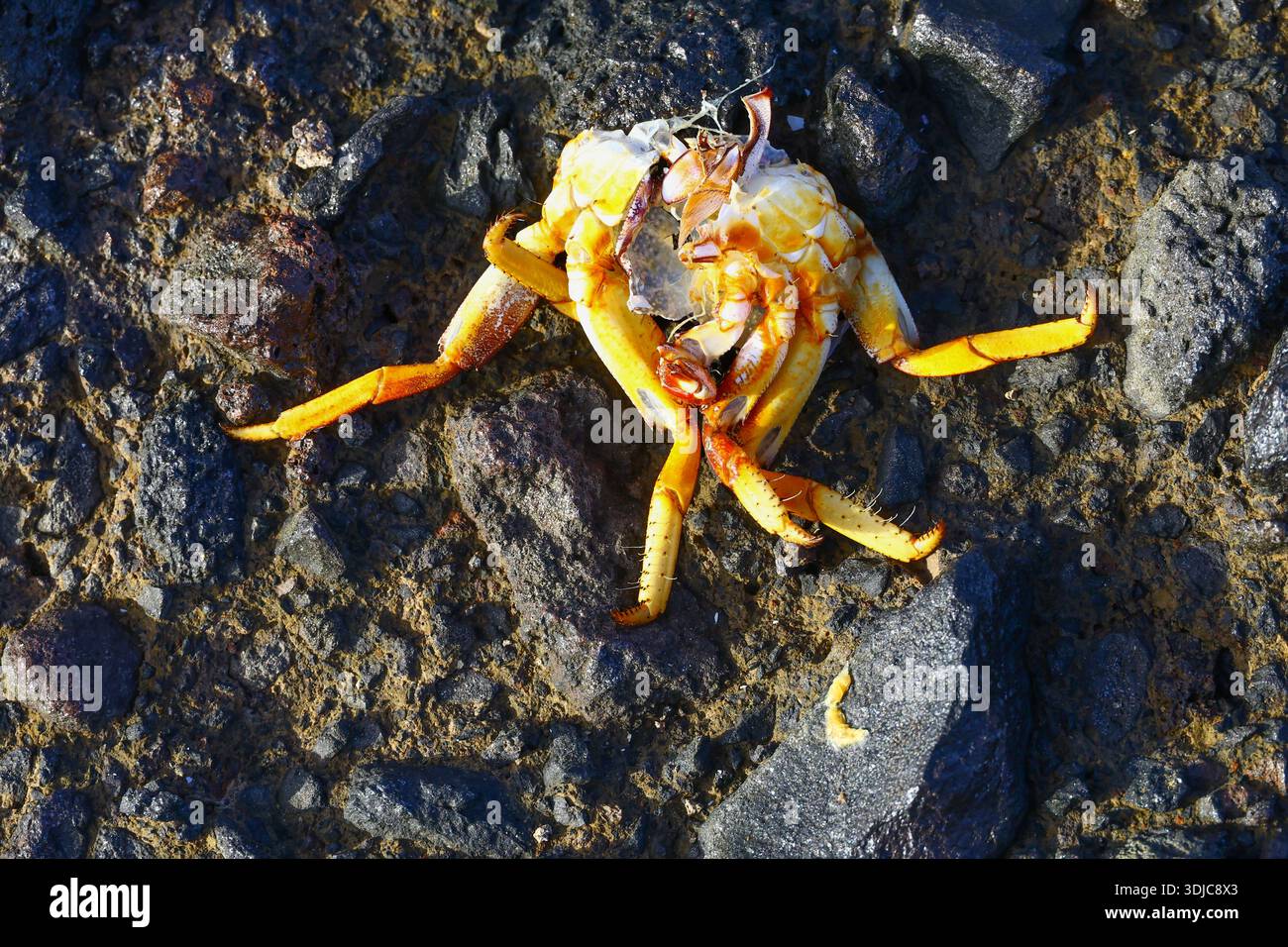 Crabe mort sur Rocky Shore avec carapace brillante et membres démembrés Banque D'Images