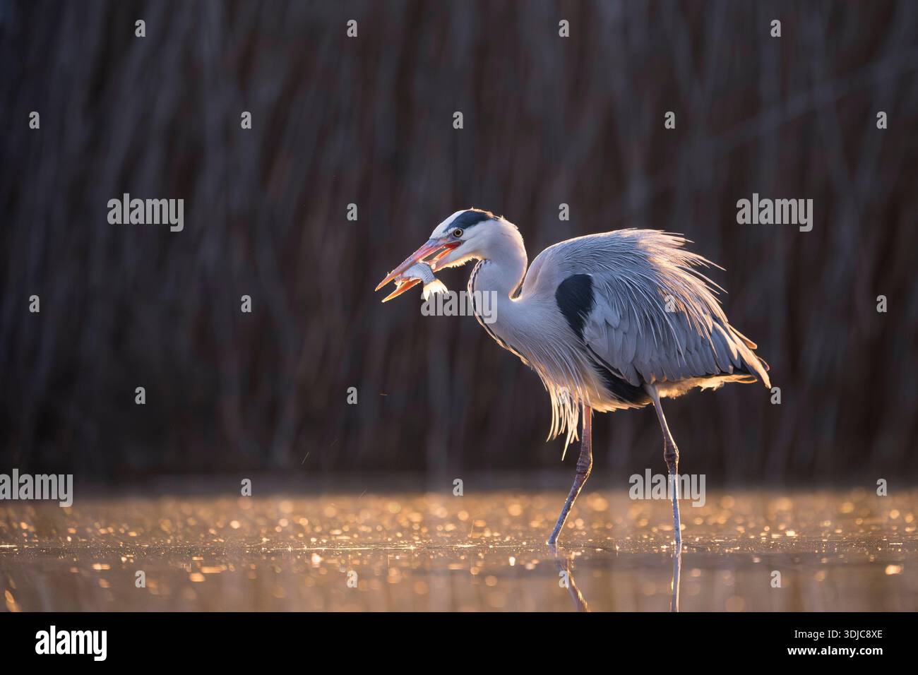 Héron gris, Ardea cinerea, avec du poisson dans son bec, Hongrie Banque D'Images