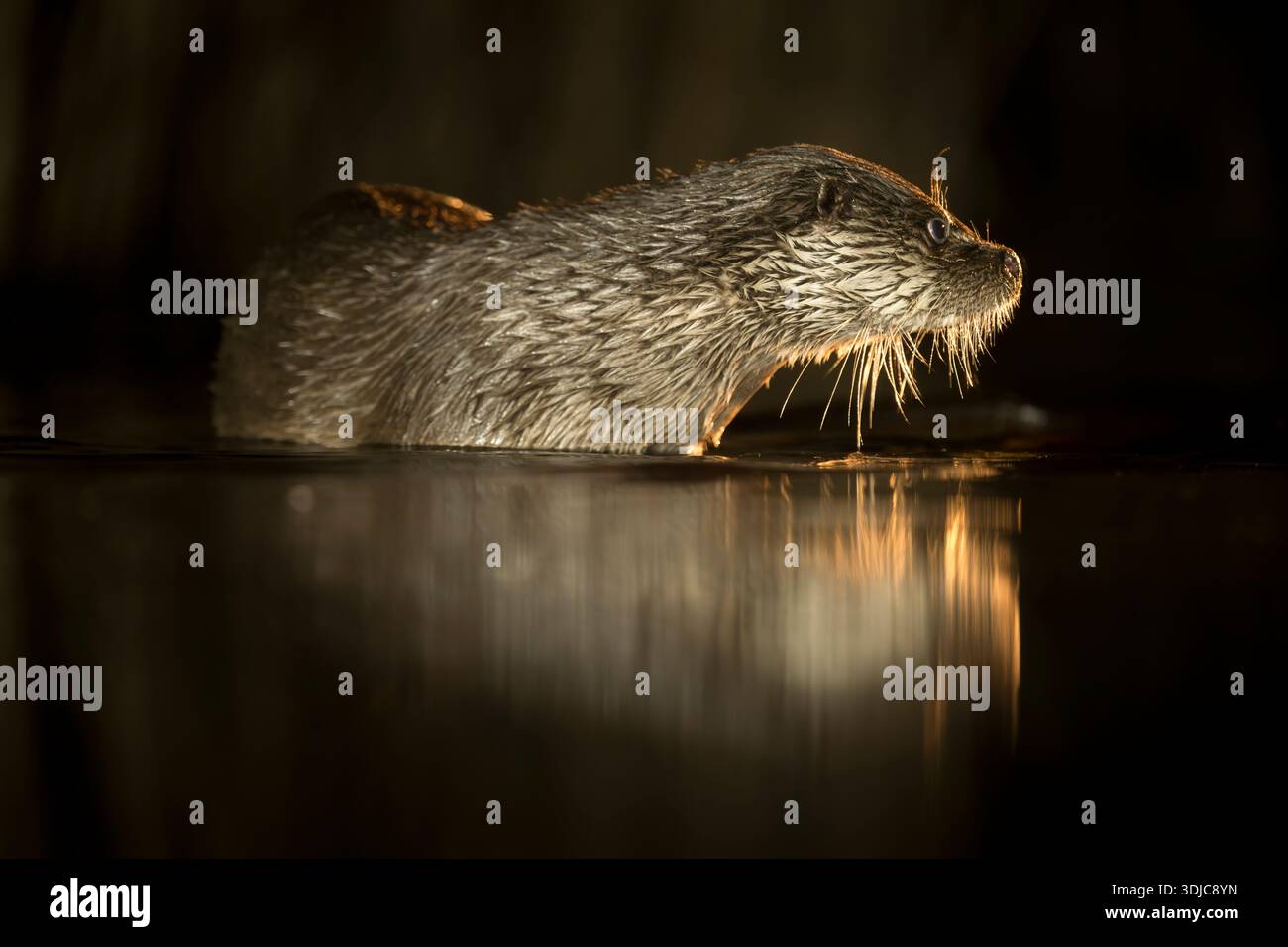 Loutre eurasienne, Lutra lutra, la nuit, Hongrie Banque D'Images