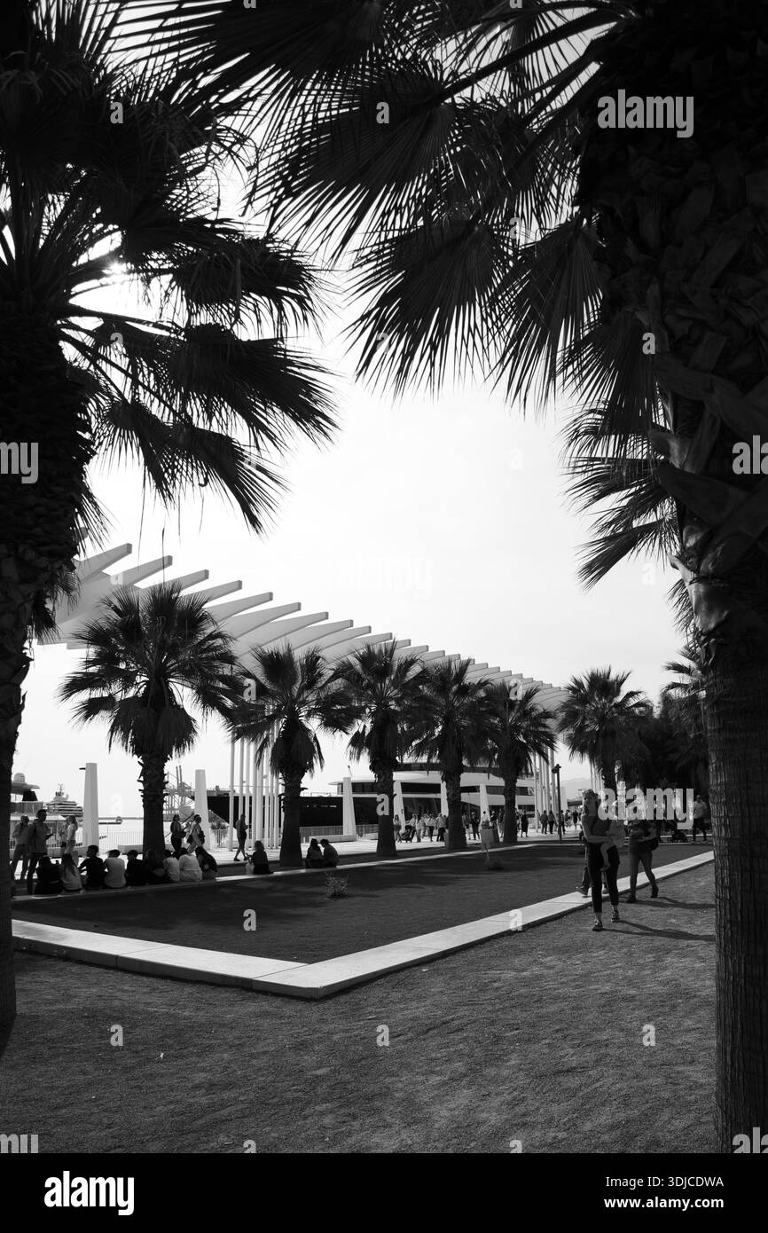 Photographie en noir et blanc capturant l'atmosphère vibrante de la promenade Palmeral de las Sorpresas au port de Malaga. Cadre de palmiers silhouettes th Banque D'Images
