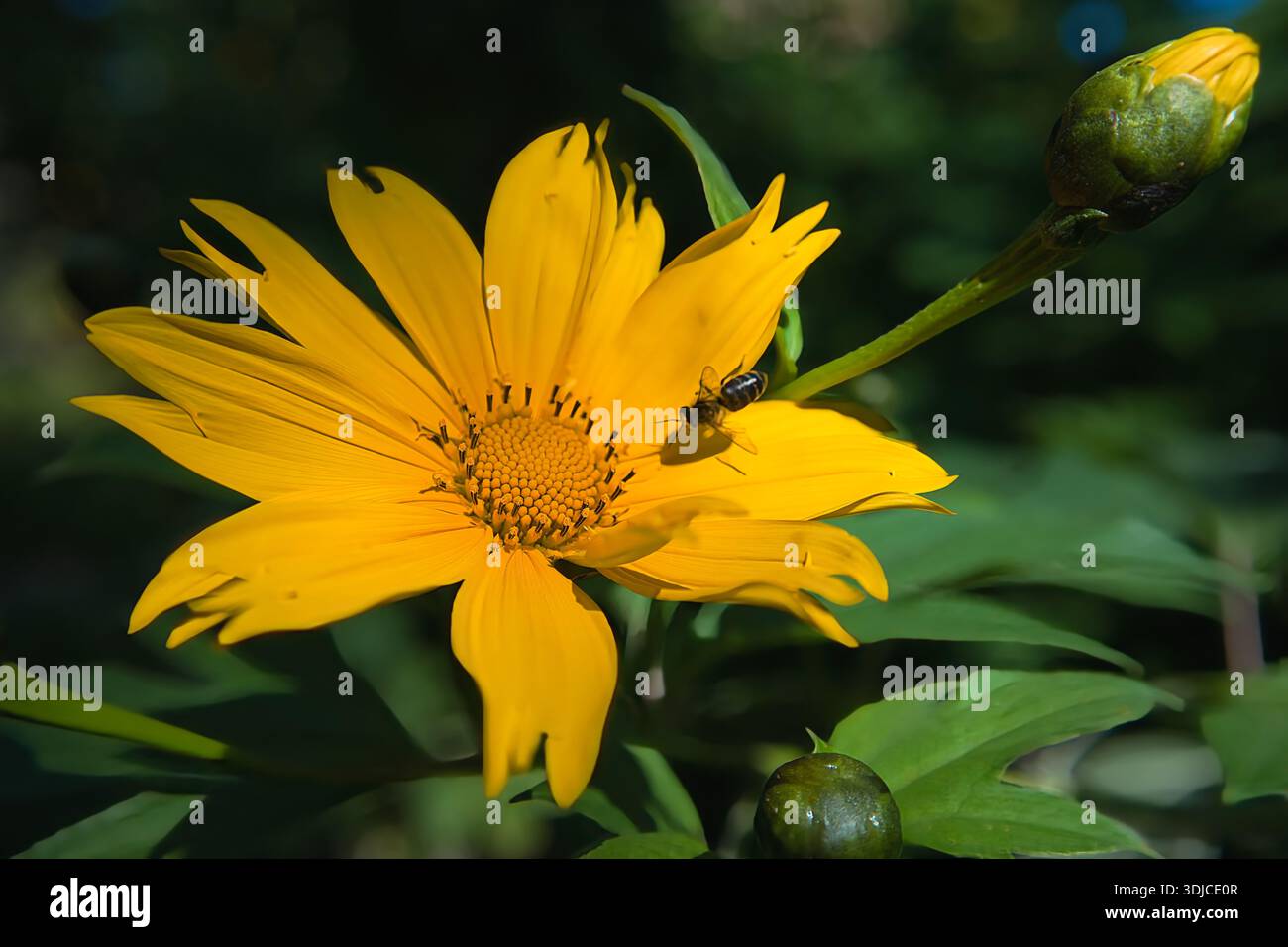 Une photographie en gros plan capture une petite abeille perchée sur les pétales jaunes vifs et le disque central d'une fleur en fleurs. L'éclairage est naturel et bri Banque D'Images