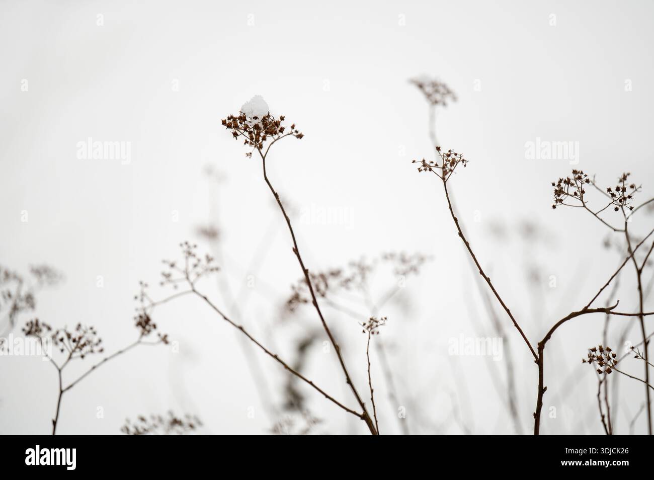 Délicates tiges de plantes sauvages séchées avec des têtes de graines recouvertes de neige silhouette sur un ciel blanc doux Banque D'Images