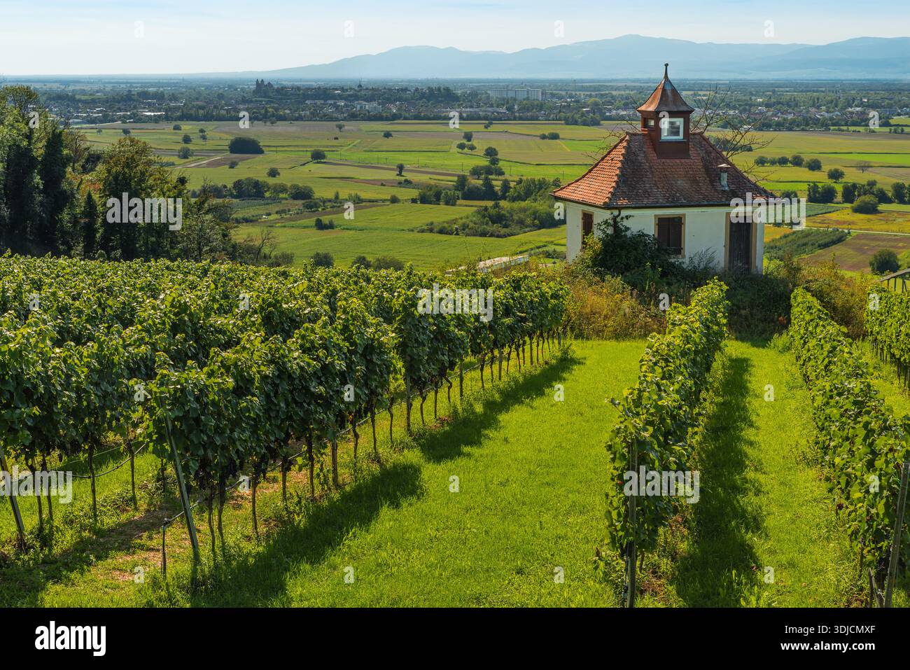 Chapelle entourée de vignes dans la région viticole de Kaiserstuhl, Ihringen, Bade-Wuerttemberg, Allemagne Banque D'Images
