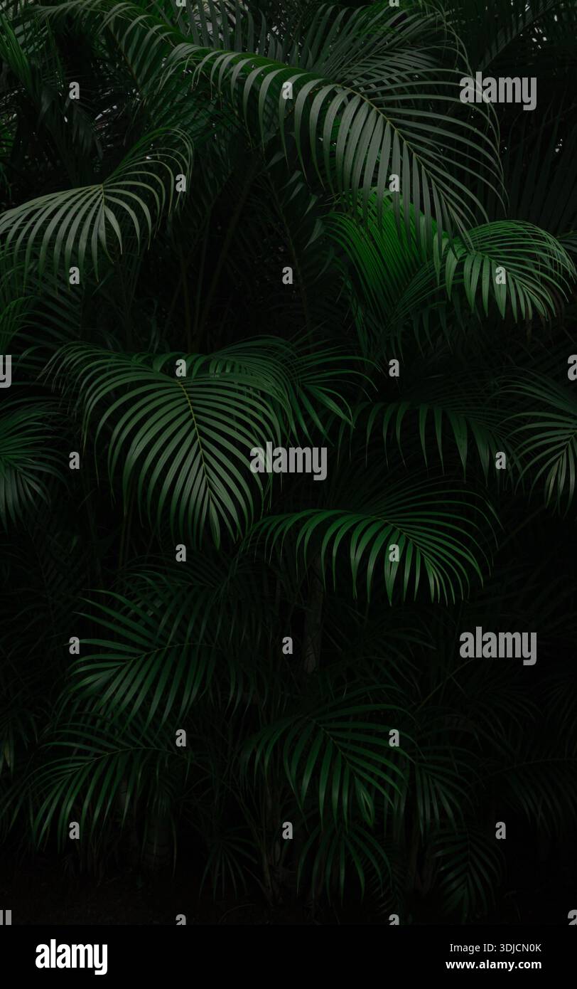 Contraste texturé de feuilles de pin en arrière-plan sombre sur la position verticale montrant une belle couche de feuilles Banque D'Images