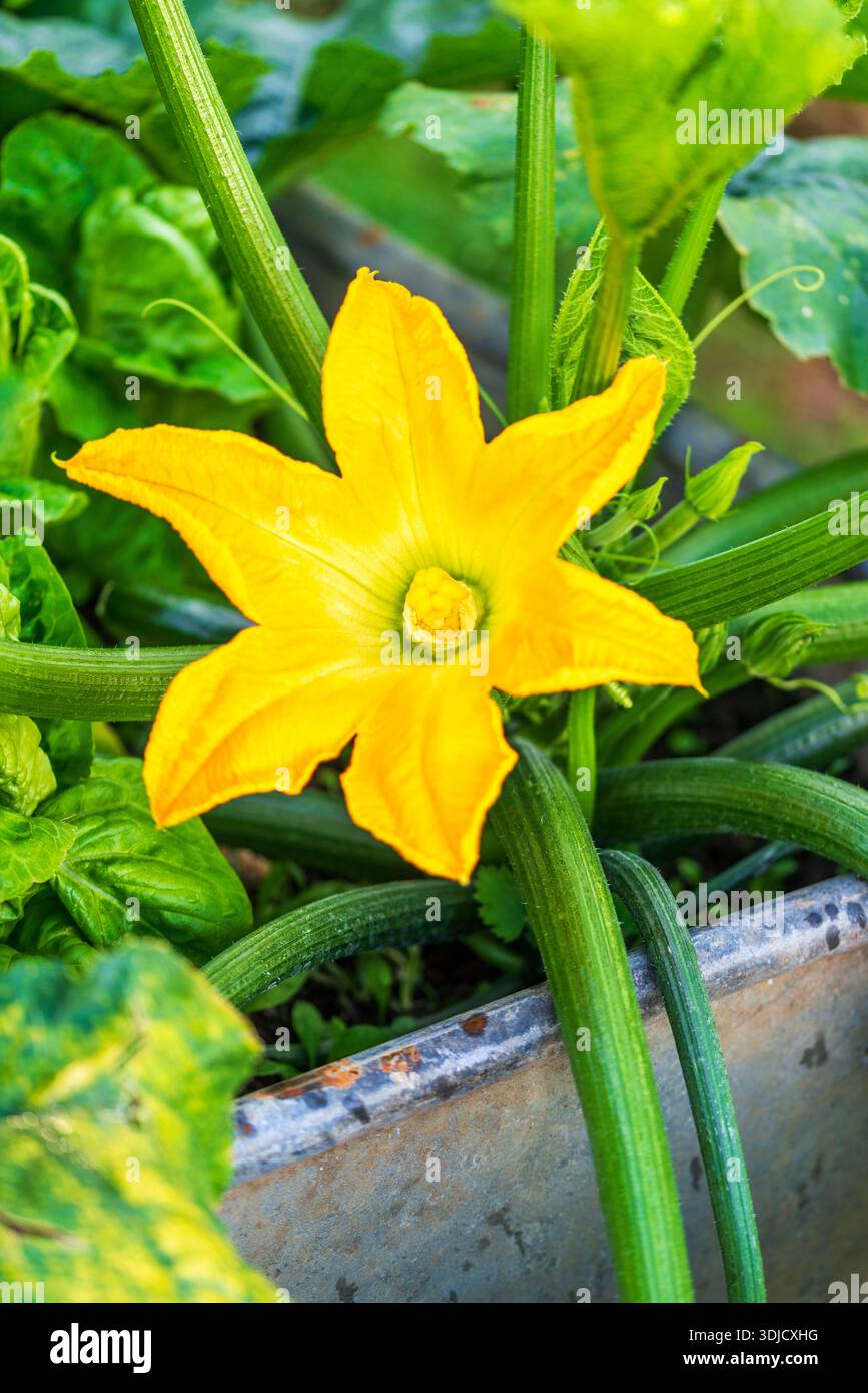 Fleur de courgette/courgette mâle entièrement ouverte avec tiges et feuilles poussant dans un bac en métal Banque D'Images