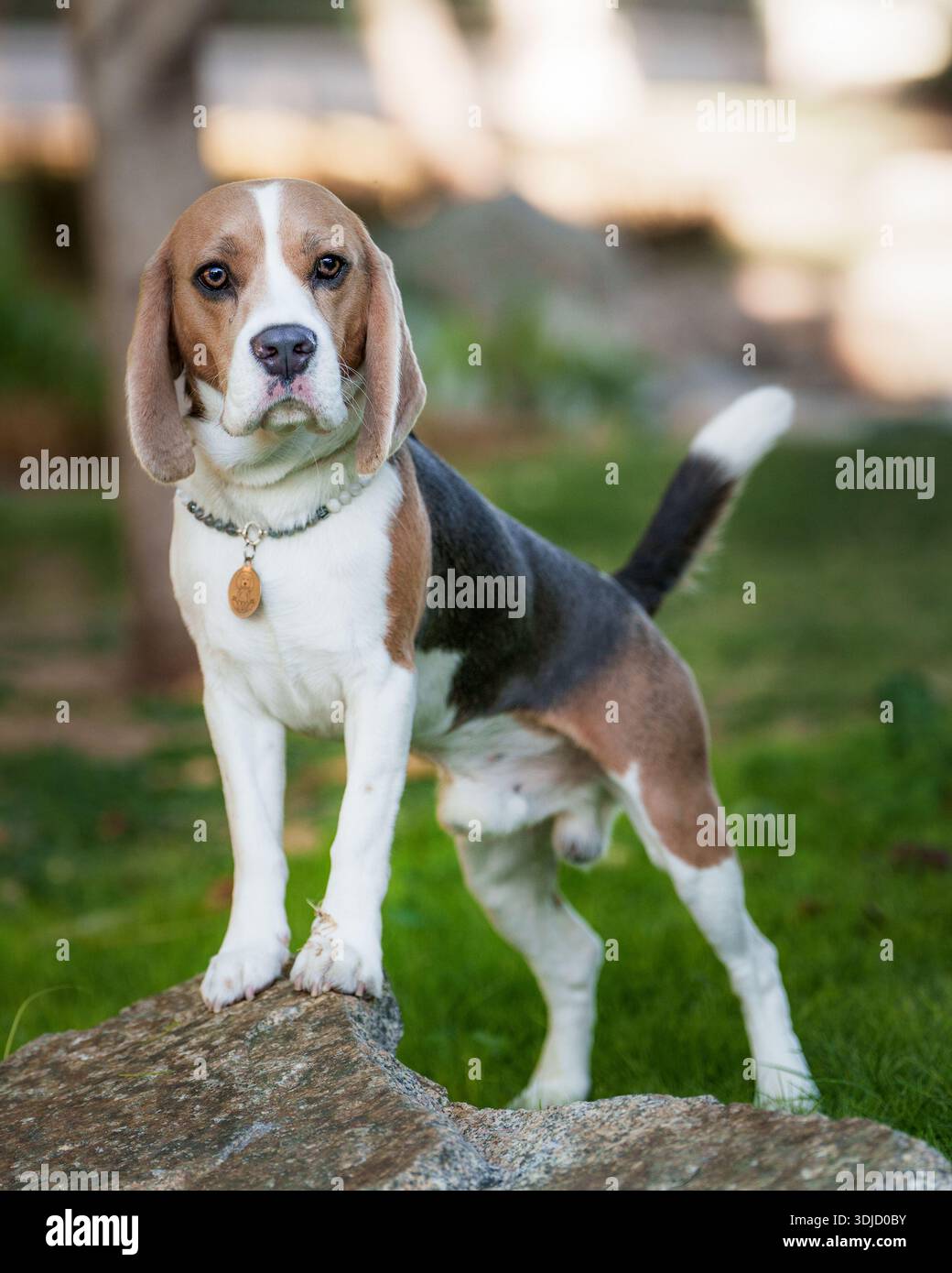 Beagle debout sur un rocher pour un portrait en plein air avec éclairage naturel Banque D'Images