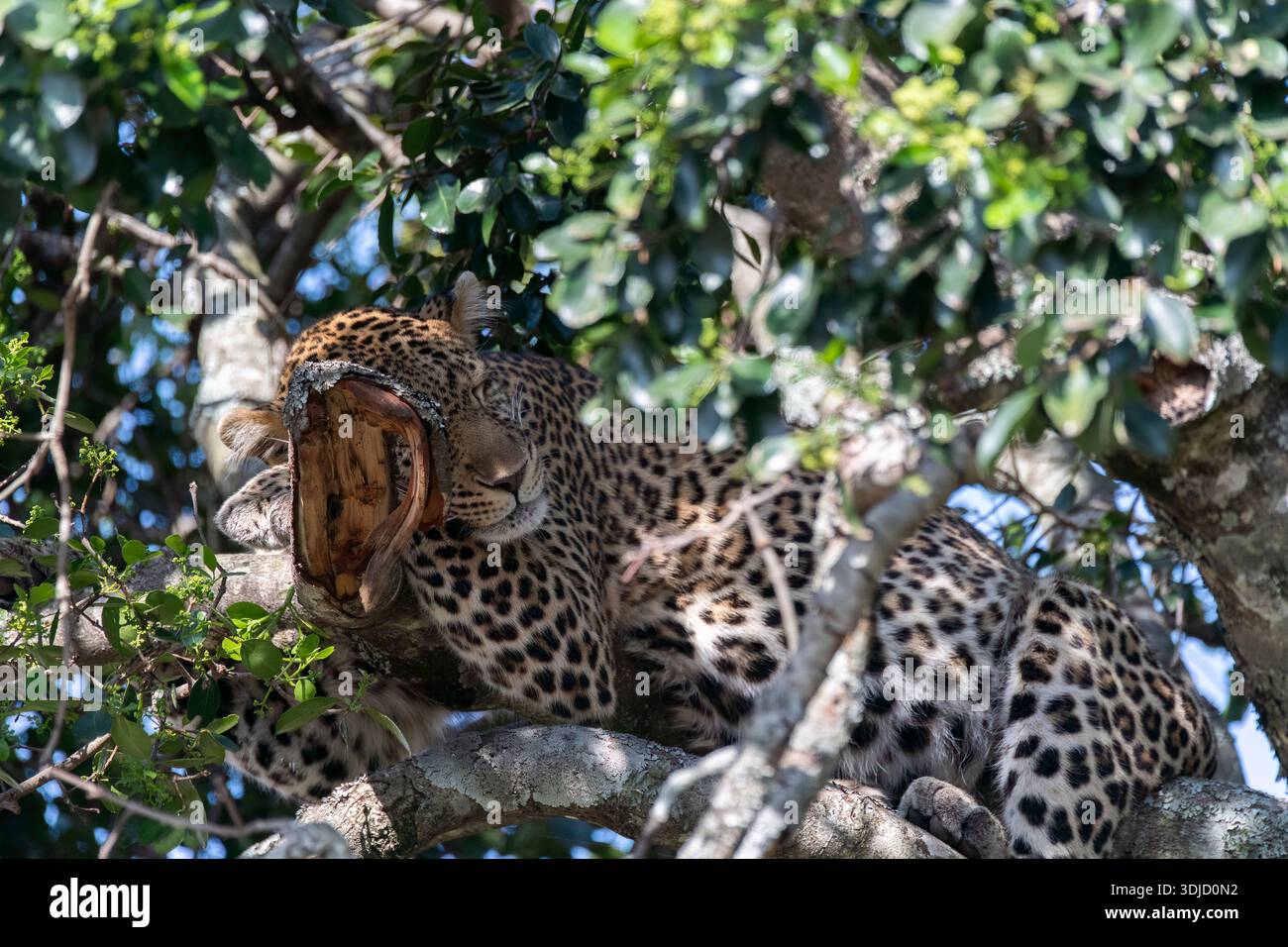 Un léopard dormant au sommet d'un arbre à l'intérieur de la réserve nationale du Masai Mara lors d'un safari animalier Banque D'Images