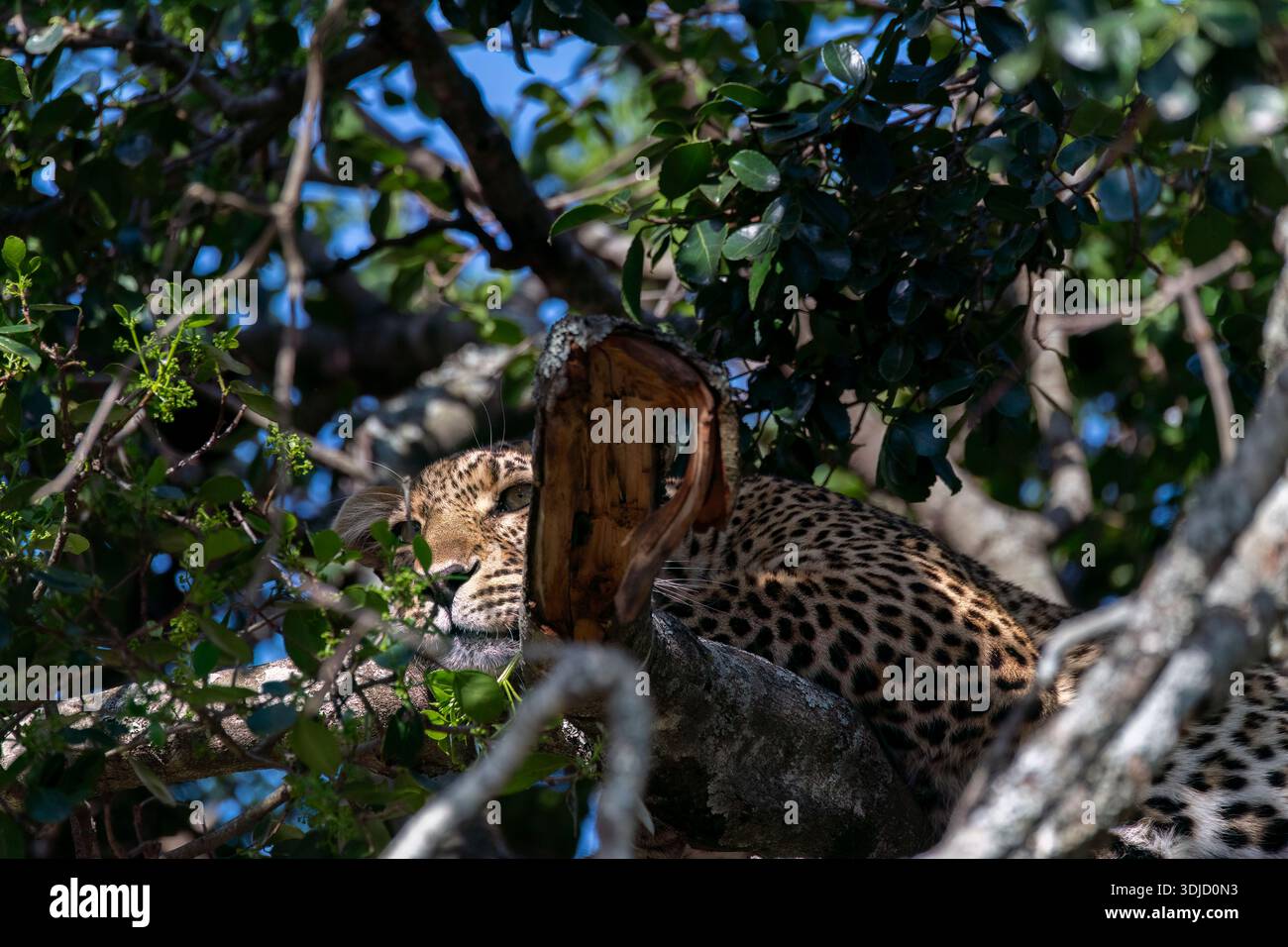 Un léopard dormant au sommet d'un arbre à l'intérieur de la réserve nationale du Masai Mara lors d'un safari animalier Banque D'Images